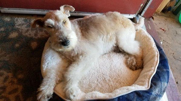 Wire haired fox terrier