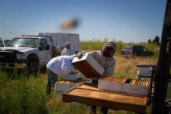 Steele Apiaries