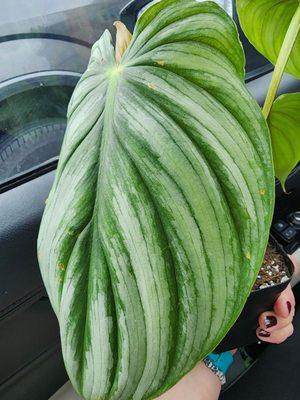 Philodendron bipenn Columbia leaves are huge!