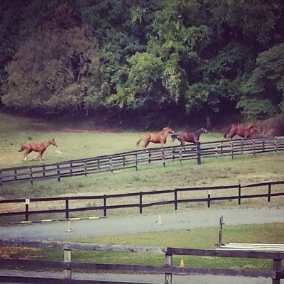 Horses running in the Hill field pasture