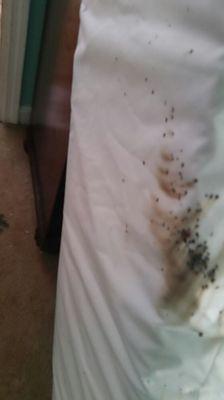 More bed bugs, don't let them feed on you. Call us today 937 469 6128