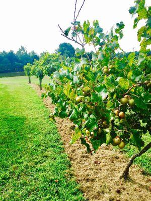 From our muscadine and scuppernog grape picking mini adventure of 2017