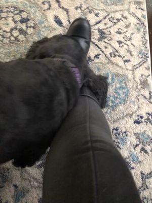 My pup rubbing against my legs when we finally got home. My pants become filthy dirty.