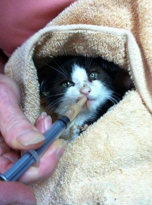 We always need foster parents for kittens and older cats recovering from injury or surgery.