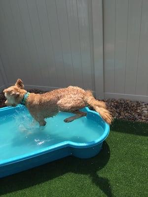 Kingsley loves his pool time!