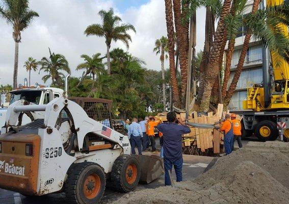 Putting palm tree in ground