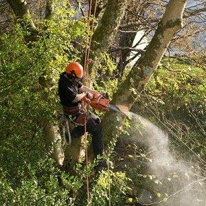 Grace Tree Service Spokane