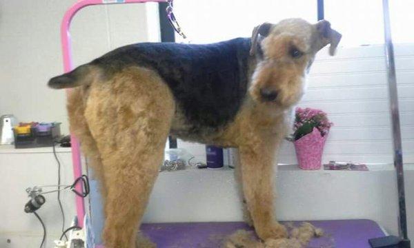 Airedale Terrier