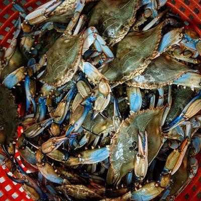 Best Steamed Crabs in Trappe, Cambridge, or Easton