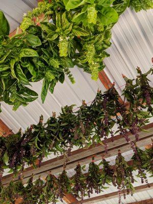 Fresh Cinnamon and regular basil hanging to dry for tea