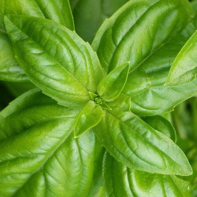 Farm fresh organic basil!