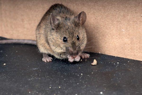 House Mouse