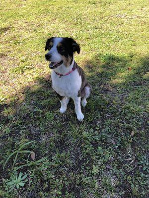 My Australian Shepherd after they shaved her even though I told them to clip her, NOT SHAVE her.