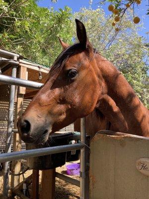 Orange County Riding Academy