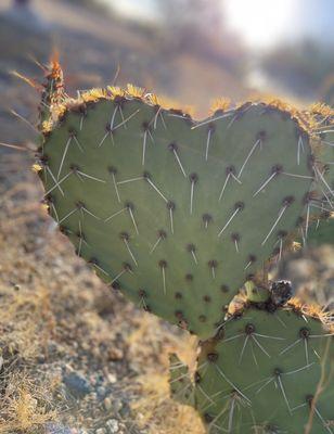 Cardiovascular Medical Associates   Nature heart picture!