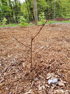 Obisdian blackberry 6 weeks after planting. (Healthy varieties from other nurseries are in the background.