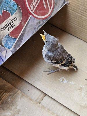 Juvenile Northern Mockingbird bird to be dropped off