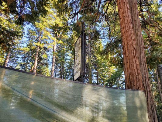 Dining under the pine trees, perfect for COVID era dining