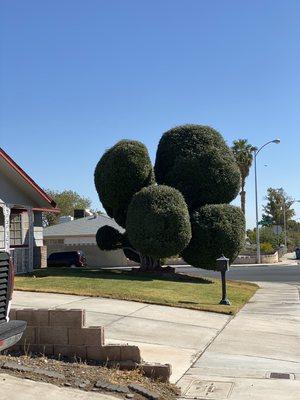 Olive shaping