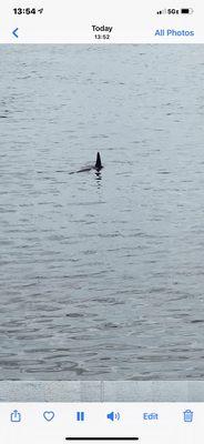 Dolphin near the deck.