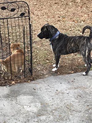 Bolo The Brindle Bully 11 Months old