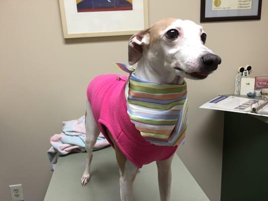 Bella after the tooth extraction, they even put on a little scarf like material on her neck to keep her warm.