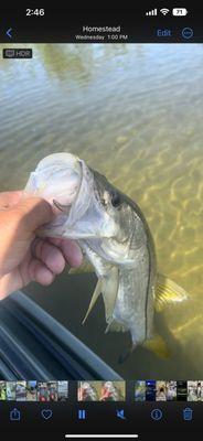 Florida keys snook are hard to find but at Bone Collector kayak fishing we know were to find them!