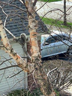 Momma squirrel in our tree. Pat & Kevin recommended removing the tree (and the squirrel!)