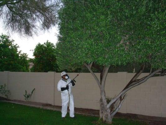 Tree Fertilization