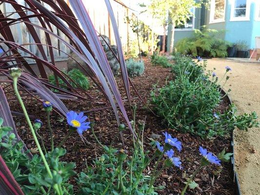 Beautiful yard Makeover in North Berkeley