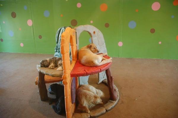 daycare pups, taking a break.