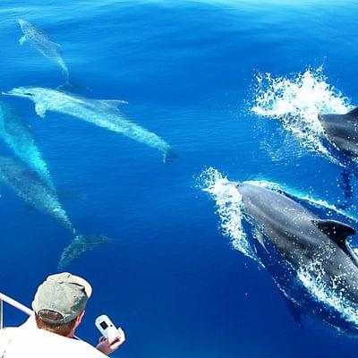 Whale Watching Off Newport Beach