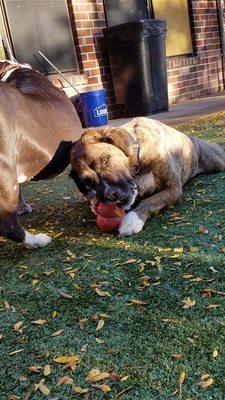 Fall fun with Oreo and Cardio