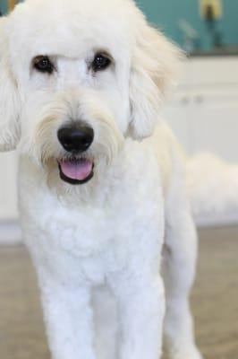 Monty- Goldendoodle