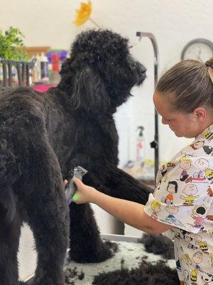 Standard poodle getting a groom by our master groomer Sarah.