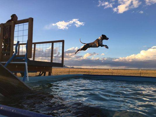 Dock Diving at Fast Action Dogs