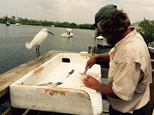 Red snapper being scaled and cleaned.