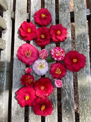 Camellias picked off the ground. Hated to just leave them there. Sitting on a bench inside the garden area