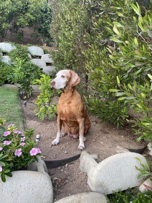 Ella dog.  Eveningstar Kennels Vizsla #2.