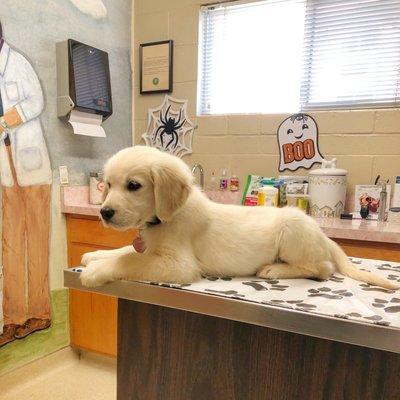 Waiting to be seen in one of the exam rooms!