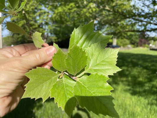 Leaves of tree