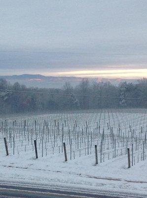 Snow capped vineyard view