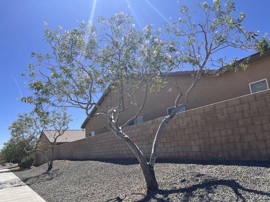 Tree pruning thin out