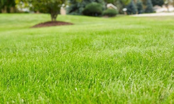 Lawn Doctor