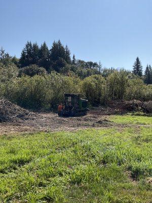 In the process of grinding up and mulching a brushy forest