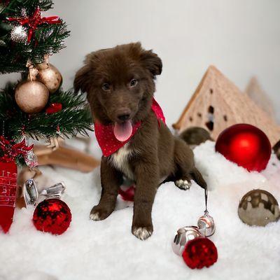 Aspen, after his groom!