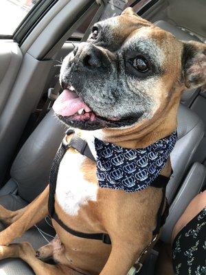 Beau is all smiles after his grooming treatment at Groovy!