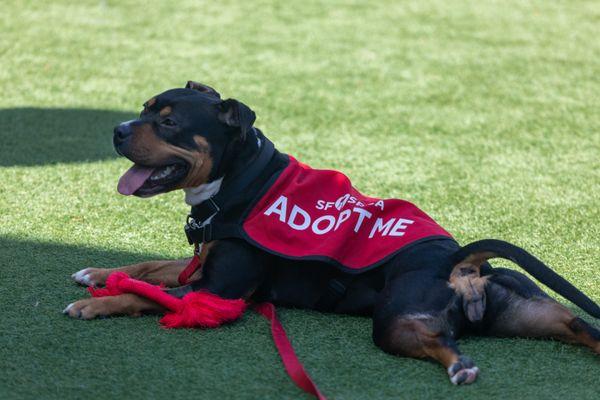 San Francisco SPCA Adoption Center