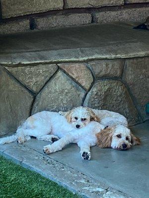 Audio & Bruno laying down in their shady area for them!