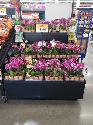 Fresh Orchids